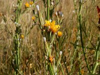 Chondrilla juncea 24, Biesknikbloem, Saxifraga-Ed Stikvoort