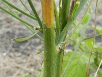 Chondrilla juncea 5, Biesknikbloem, Saxifraga-Rutger Barendse