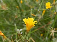 Chondrilla juncea 6, Biesknikbloem, Saxifraga-Rutger Barendse