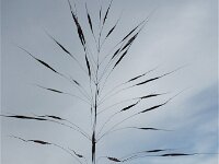 Chrysopogon gryllus