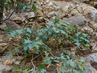 Chrysoprenanthes pendula