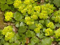 Chrysosplenium alternifolium, Alternate-leaved Golden-saxifrage