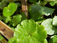 Chrysosplenium alternifolium 20, Verspreidbladig goudveil, Saxifraga-Rutger Barendse