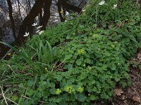 Chrysosplenium alternifolium 25, Verspreidbladig goudveil, Saxifraga-Hans Boll