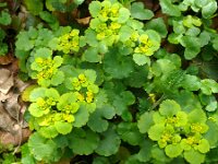 Chrysosplenium alternifolium 32, Verspreidbladig goudveil, Saxifraga-Hans Grotenhuis