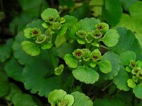 Chrysosplenium alternifolium 33, Verspreidbladig goudveil, Saxifraga-Ed Stikvoort