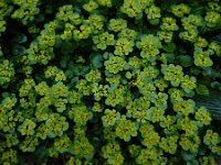 Chrysosplenium alternifolium 35, Verspreidbladig goudveil, Saxifraga-Ed Stikvoort