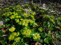 Chrysosplenium alternifolium 38, Verspreidbladig goudveil, Saxifraga-Ed Stikvoort