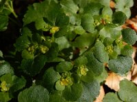Chrysosplenium alternifolium 39, Verspreidbladig goudveil, Saxifraga-Ed Stikvoort