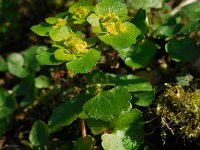 Chrysosplenium alternifolium 40, Verspreidbladig goudveil, Saxifraga-Ed Stikvoort