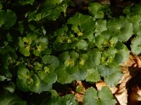 Chrysosplenium alternifolium 42, Verspreidbladig goudveil, Saxifraga-Ed Stikvoort