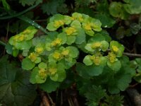 Chrysosplenium oppositifolium,Opposite-leaved Golden-saxifrage