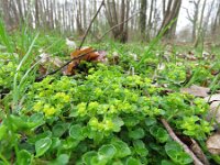 Chrysosplenium oppositifolium 11, Paarbladig goudveil, Saxifraga-Mark Zekhuis