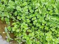 Chrysosplenium oppositifolium 12, Paarbladig goudveil, Saxifraga-Rutger Barendse