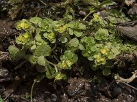 Chrysosplenium oppositifolium 15, Paarbladig goudveil, Saxifraga-Willem van Kruijsbergen