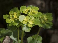 Chrysosplenium oppositifolium 17, Paarbladig goudveil, Saxifraga-Willem van Kruijsbergen