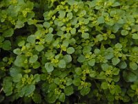 Chrysosplenium oppositifolium 21, Paarbladig goudveil, Saxifraga-Ed Stikvoort