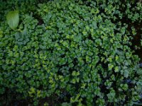 Chrysosplenium oppositifolium 24, Paarbladig goudveil, Saxifraga-Ed Stikvoort