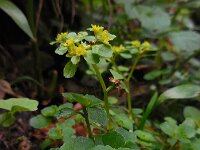 Chrysosplenium oppositifolium 26, Paarbladig goudveil, Saxifraga-Ed Stikvoort