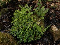 Chrysosplenium oppositifolium 29, Paarbladig goudveil, Saxifraga-Ed Stikvoort