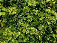 Chrysosplenium oppositifolium 30, Paarbladig goudveil, Saxifraga-Ed Stikvoort