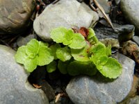 Chrysosplenium oppositifolium 6, Paarbladig goudveil, Saxifraga-Rutger Barendse