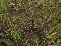Cicendia filiformis 11, Draadgentiaan, Saxifraga-Hans Boll