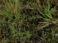 Cicendia filiformis 12, Draadgentiaan, Saxifraga-Hans Boll