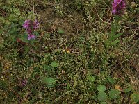 Cicendia filiformis 16, Draadgentiaan, Saxifraga-Hans Boll