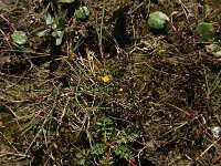 Cicendia filiformis 17, Draadgentiaan, Saxifraga-Hans Boll