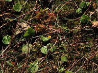 Cicendia filiformis 19, Draadgentiaan, Saxifraga-Hans Boll