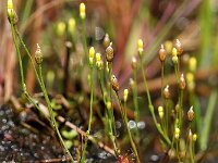 Cicendia filiformis 2, Draadgentiaan, Saxifraga-Hans Dekker