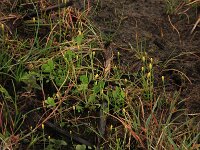 Cicendia filiformis 20, Draadgentiaan, Saxifraga-Hans Boll