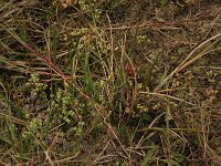 Cicendia filiformis 21, Draadgentiaan, Saxifraga-Hans Boll