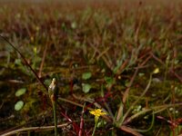 Cicendia filiformis 28, Draadgentiaan, Saxifraga-Ed Stikvoort