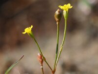 Cicendia filiformis 35, Draadgentiaan, Saxifraga-Mark Zekhuis