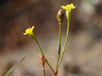 Cicendia filiformis 37, Draadgentiaan, Saxifraga-Hans Dekker