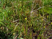 Cicendia filiformis 38, Draadgentiaan, Saxifraga-Hans Grotenhuis