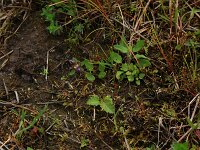 Cicendia filiformis 5, Draadgentiaan, Saxifraga-Hans Boll