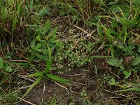 Cicendia filiformis 7, Draadgentiaan, Saxifraga-Hans Boll