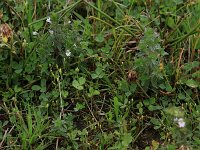 Cicendia filiformis 8, Draadgentiaan, Saxifraga-Hans Boll