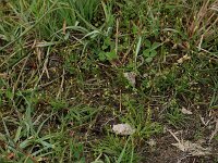 Cicendia filiformis 9, Draadgentiaan, Saxifraga-Hans Boll