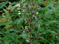Cicerbita alpina, Alpine Blue Snow-thistle