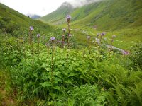 Cicerbita alpina 11, Saxifraga-Ed Stikvoort