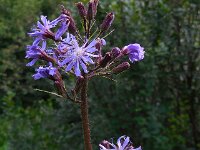 Cicerbita alpina 15, Saxifraga-Ed Stikvoort