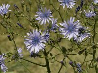Cicerbita alpina 4, Saxifraga-Jan van der Straaten