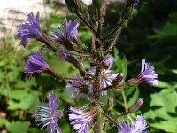 Cicerbita alpina 6, Saxifraga-Jasenka Topic