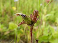 Cichorium calvum