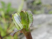 Cichorium calvum 2, Saxifraga-Rutger Barendse
