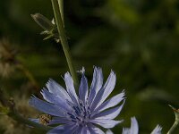 Cichorium intybus 10, Wilde cichorei, Saxifraga-Jan van der Straaten